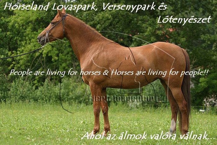 Horseland Lovaspark, Versenypark & Ltenyszet